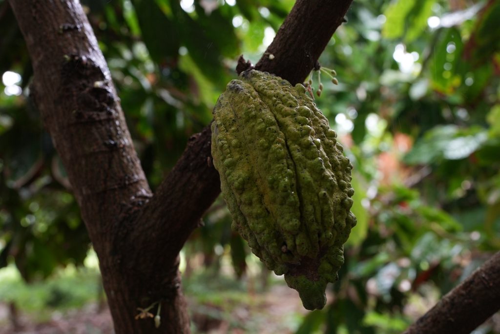 Cacao